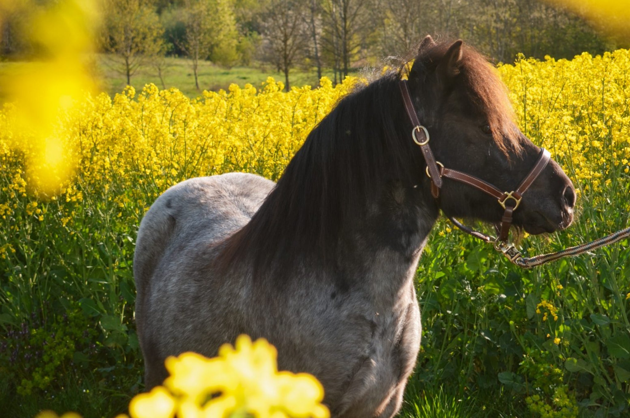 Premium Horse Care Health